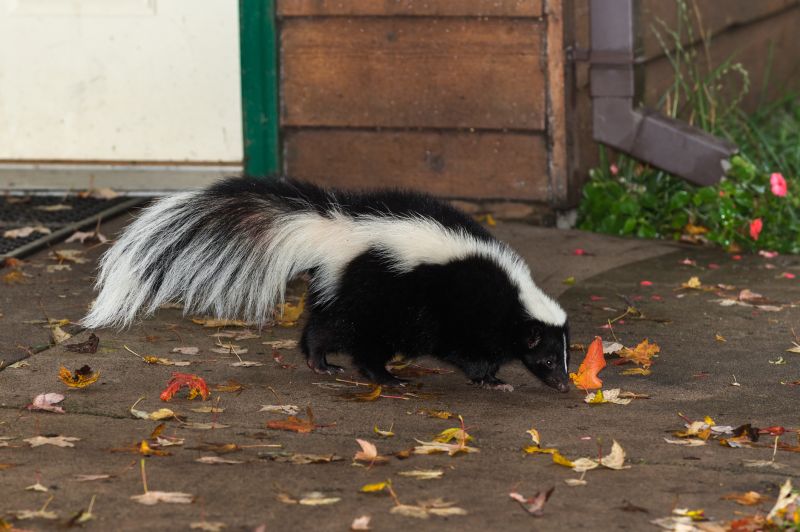 Local Skunk Removal pros at work