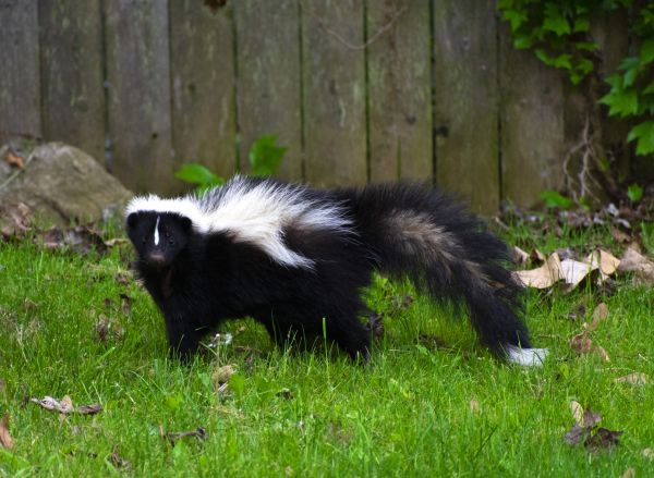 Skunk Removal Service