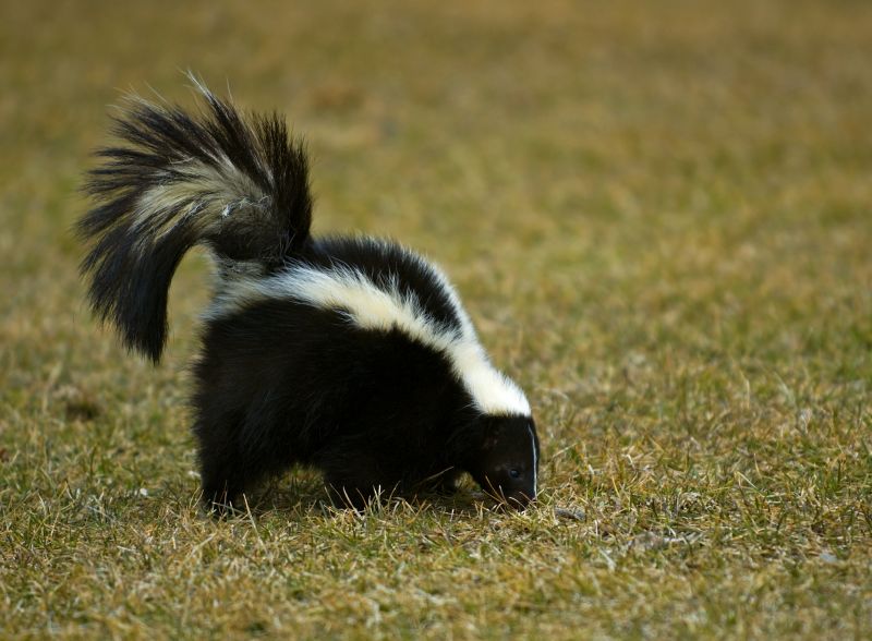 Skunk Removal detail