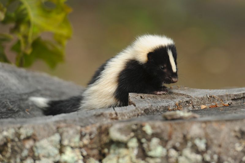 Skunk Removal detail