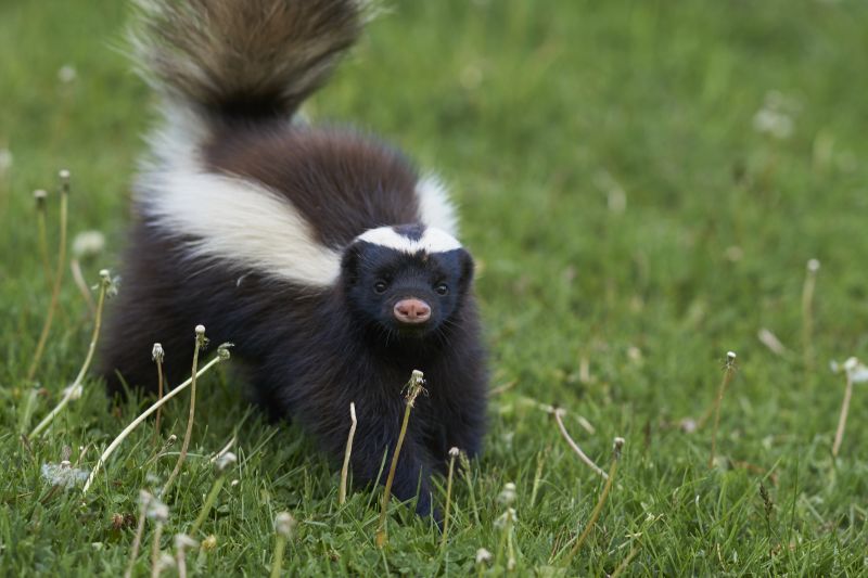 Skunk Removal detail