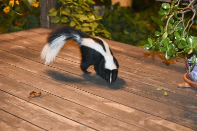 Skunk Removal detail