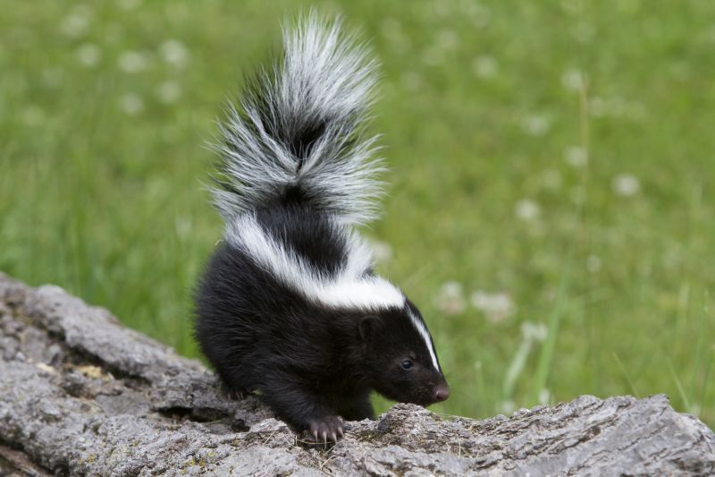 Health Risks Associated With Skunks