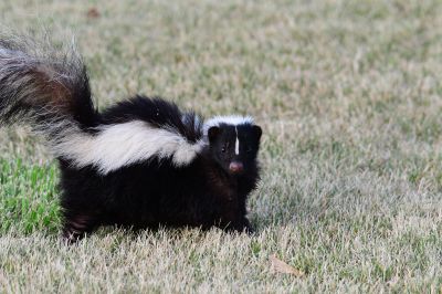 Remove Skunks Burrowing Under Homes
