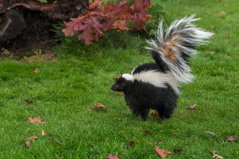 Remove Skunks Burrowing Under Homes