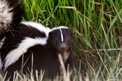 Remove Skunks Burrowing Under Homes