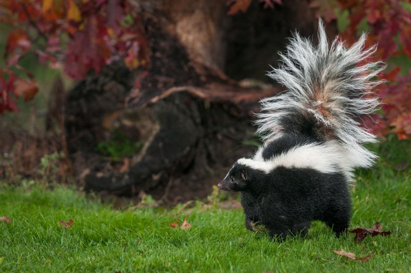 Seasonal Skunk Activity And When Removal Is Most Effective