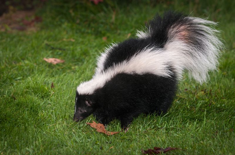 Skunk Burrowing Habits And Their Impact On Properties