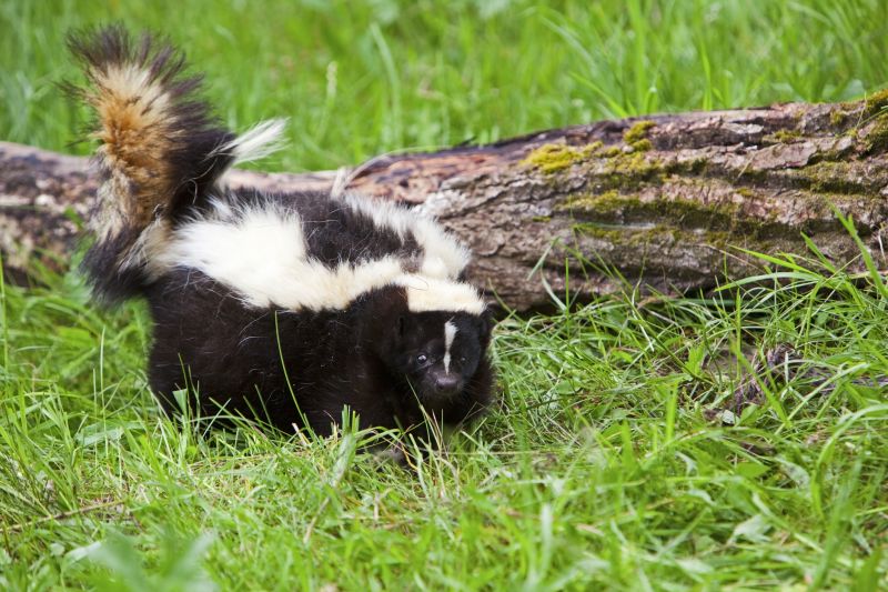 Skunk Burrowing Habits And Their Impact On Properties