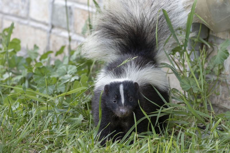 Skunk Burrowing Habits And Their Impact On Properties